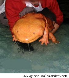 saly.jpg